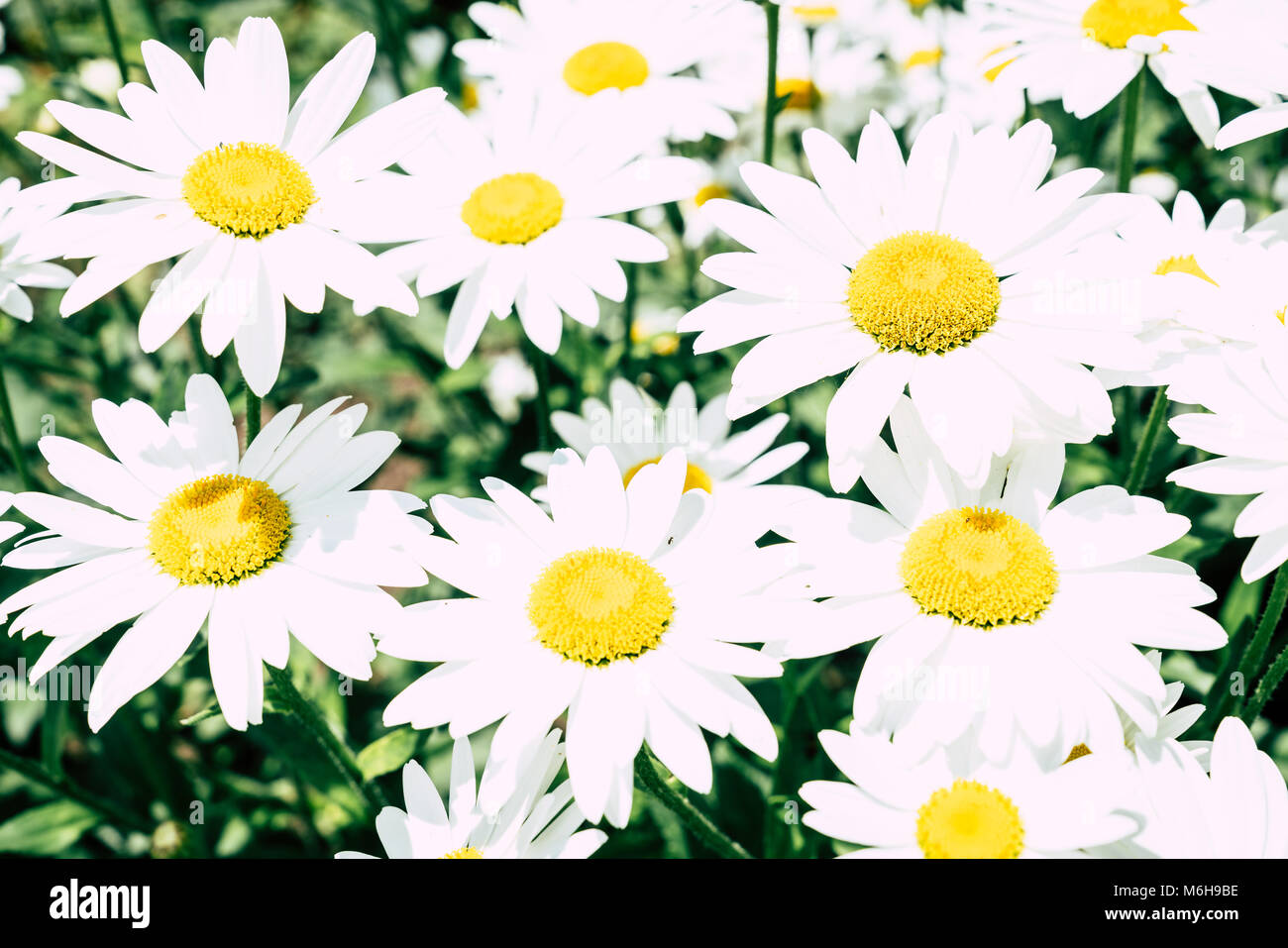 Daisy Blumen in voller Blüte an einem sonnigen Tag Stockfoto