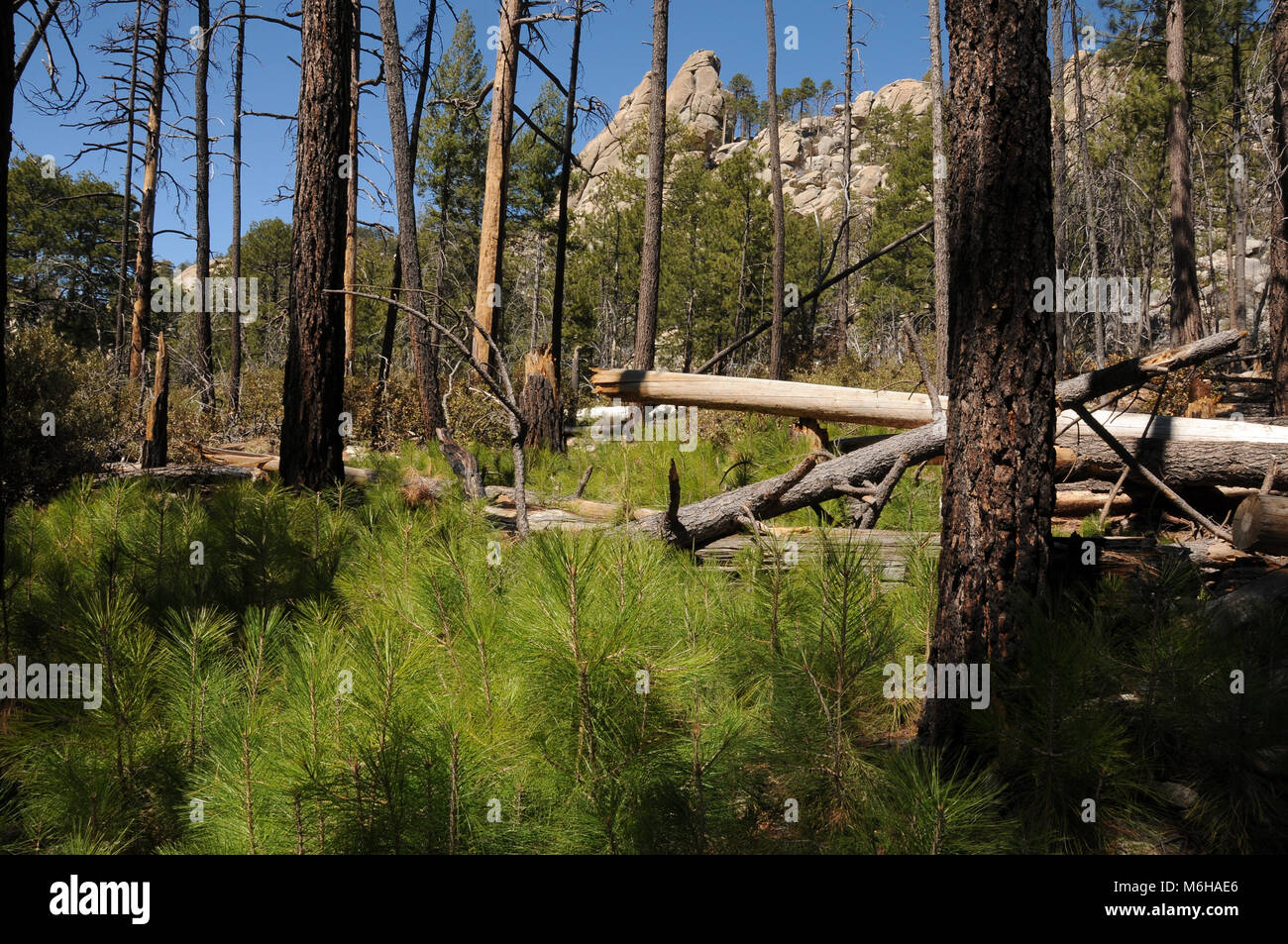 Neues Wachstum der Kiefern, Farnen und anderen Pflanzen ergibt sich aus dem Waldboden nach Aspen Brand, Oregon Trail, Wüste Rocks Trail, Trail, Stockfoto