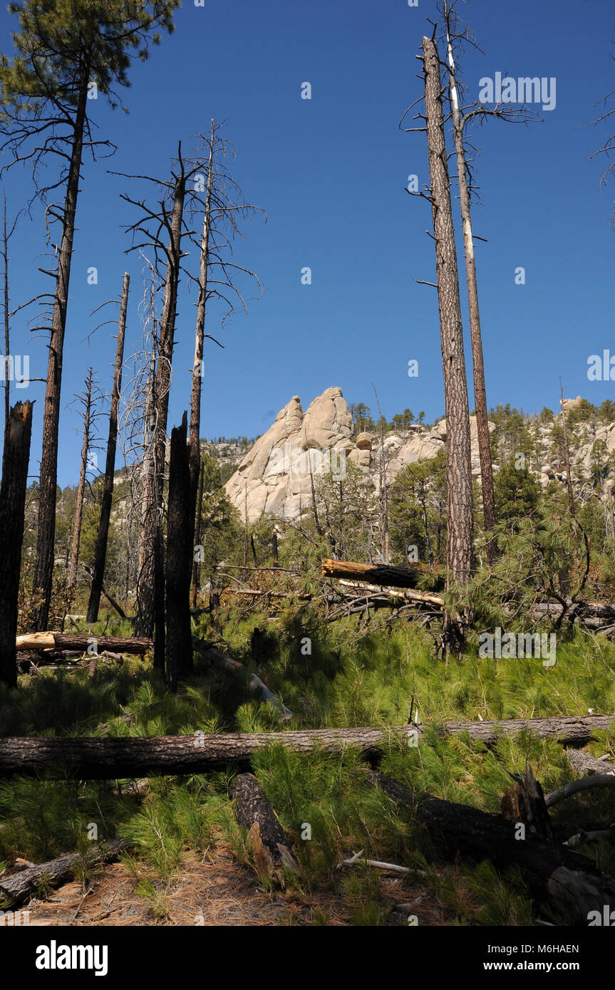 Neues Wachstum der Kiefern, Farnen und anderen Pflanzen ergibt sich aus dem Waldboden nach Aspen Brand, Oregon Trail, Wüste Rocks Trail, Trail, Stockfoto