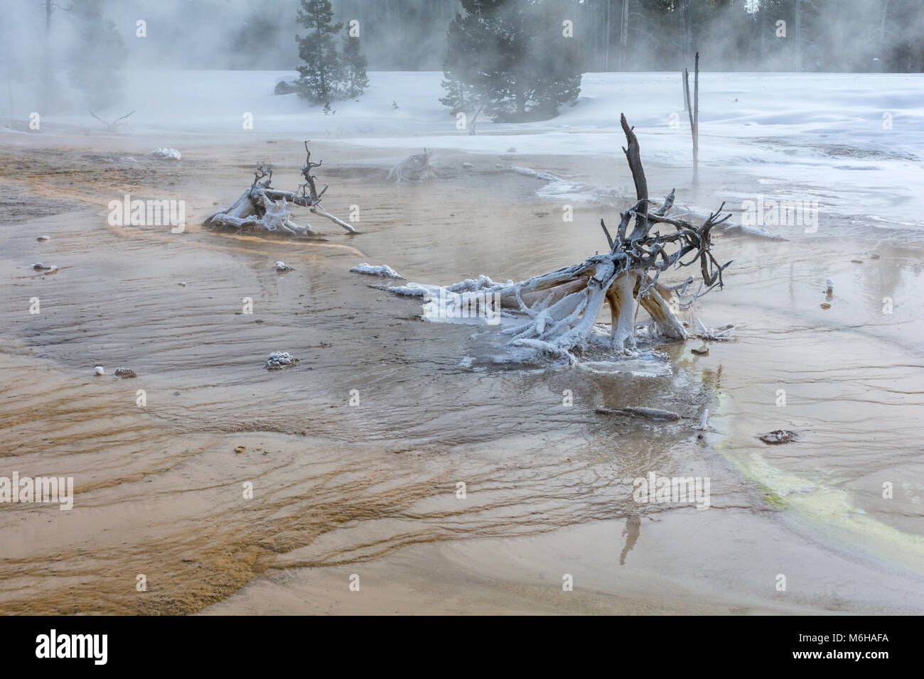 Über Baumstümpfe gefallen sind in Frost und Mineralien aus Ruhe in einem Geysir feed Stream im Yellowstone National Park bedeckt. Stockfoto
