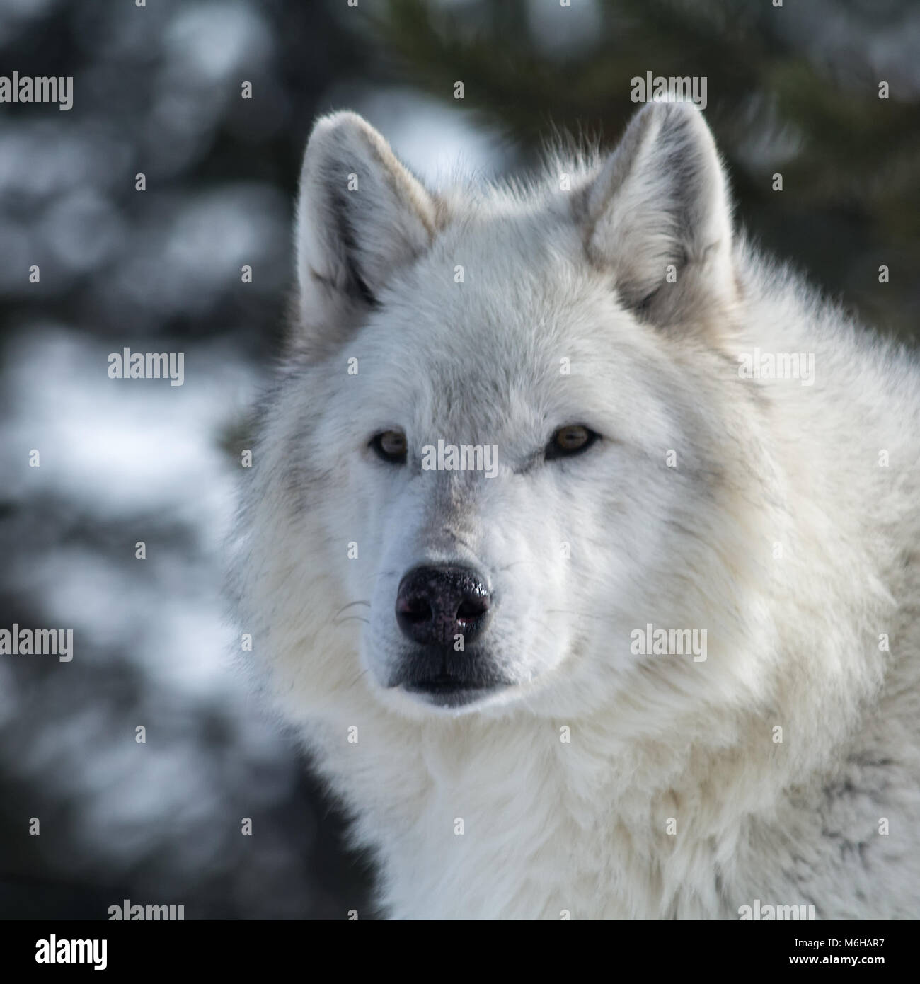 Dieser Bilderrahmen der Kopf einer White Wolf in die Ferne starrt. Stockfoto