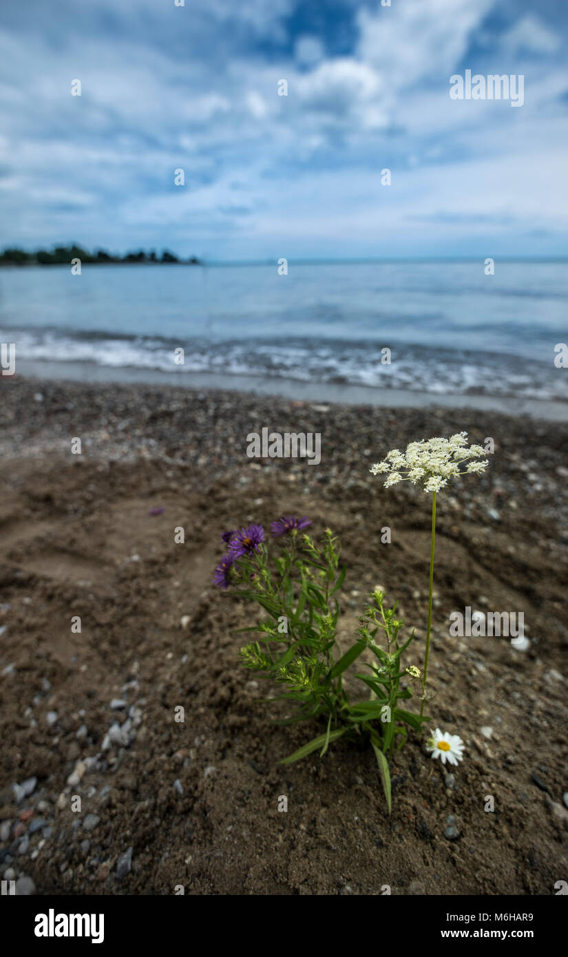 Einzige Blume Stockfoto