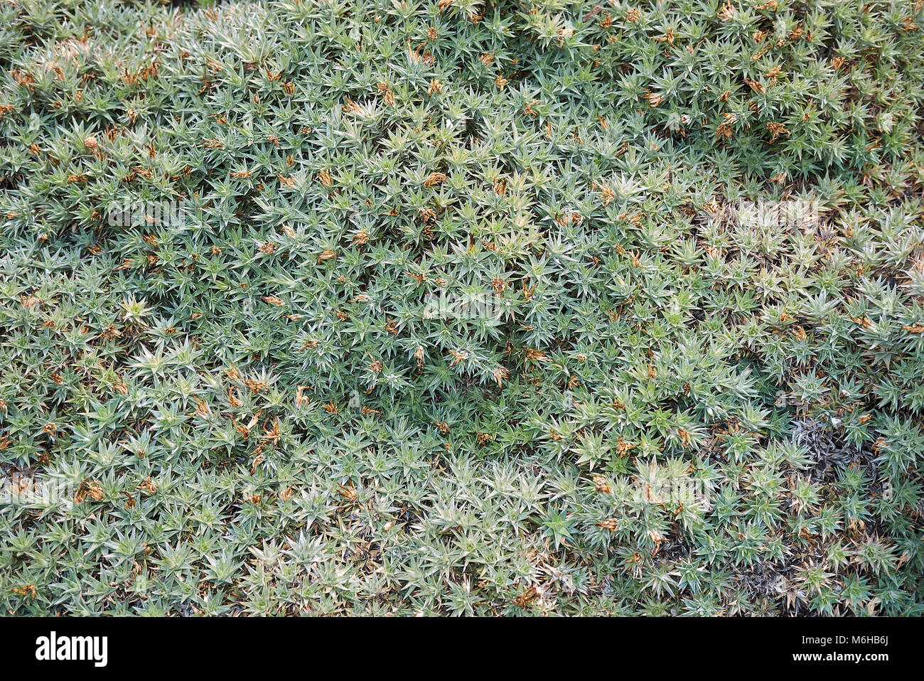 Deuterocohnia buergeri Pflanzen Stockfoto