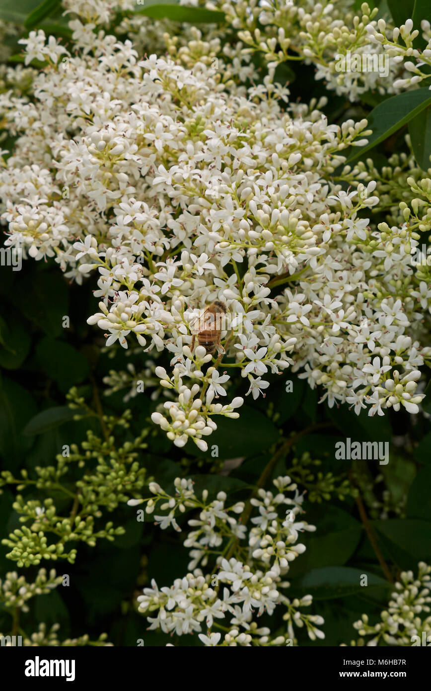 Ligustrum vulgare Blüte Stockfoto