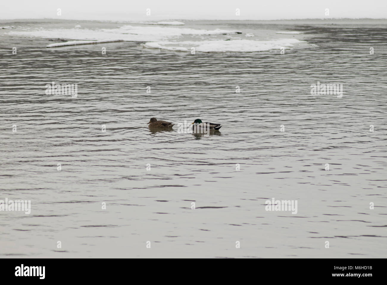 Holz- Enten am Cayuga Lake, Ithaca NY Stockfoto
