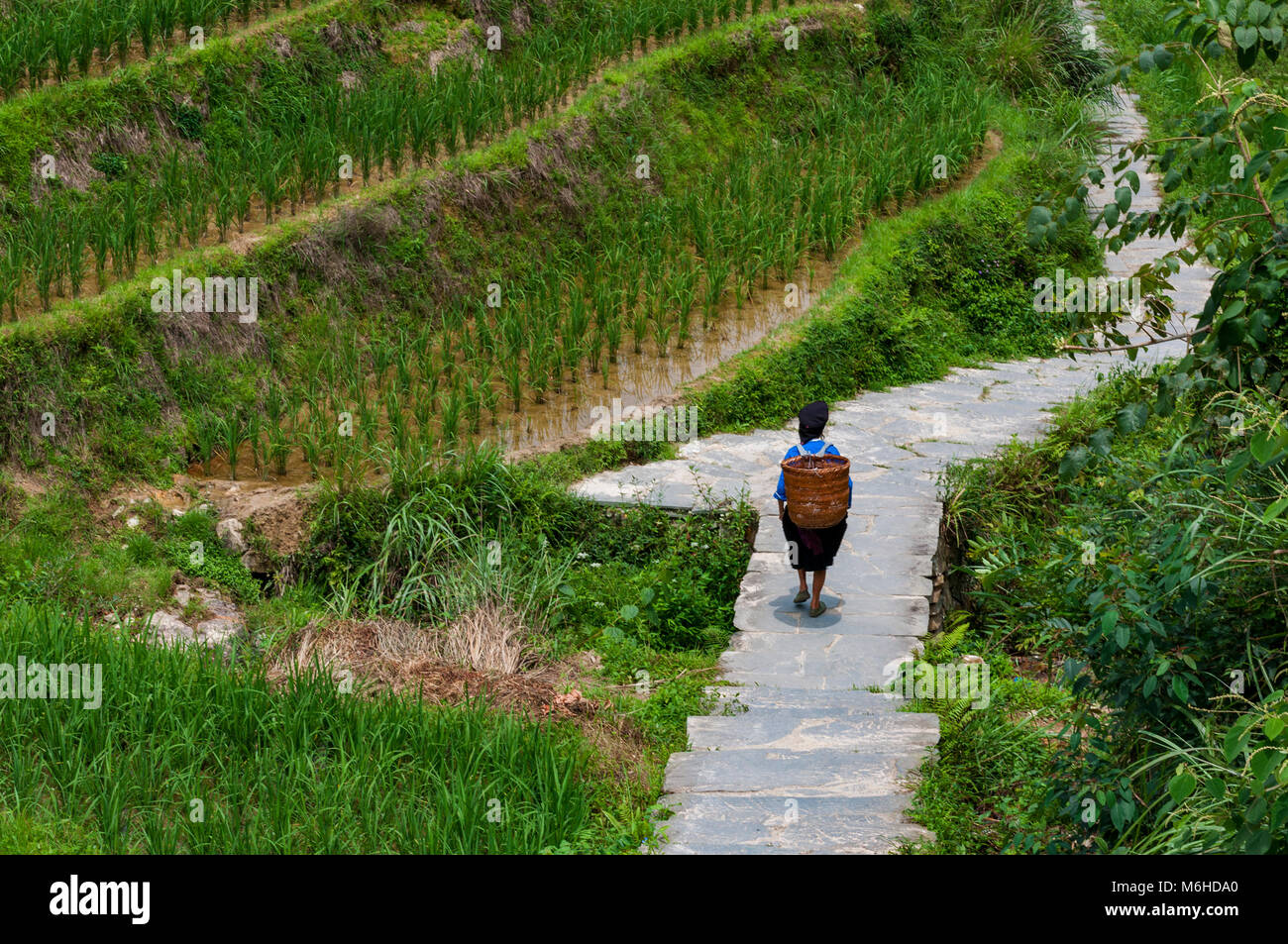 Dazhai, China - August 4, 2012: eine locar Landwirt mit einem Korb auf dem Rücken entlang einer Reis terrassierte Feld in der Nähe von dem Dorf Dazhai in China, Asien Stockfoto