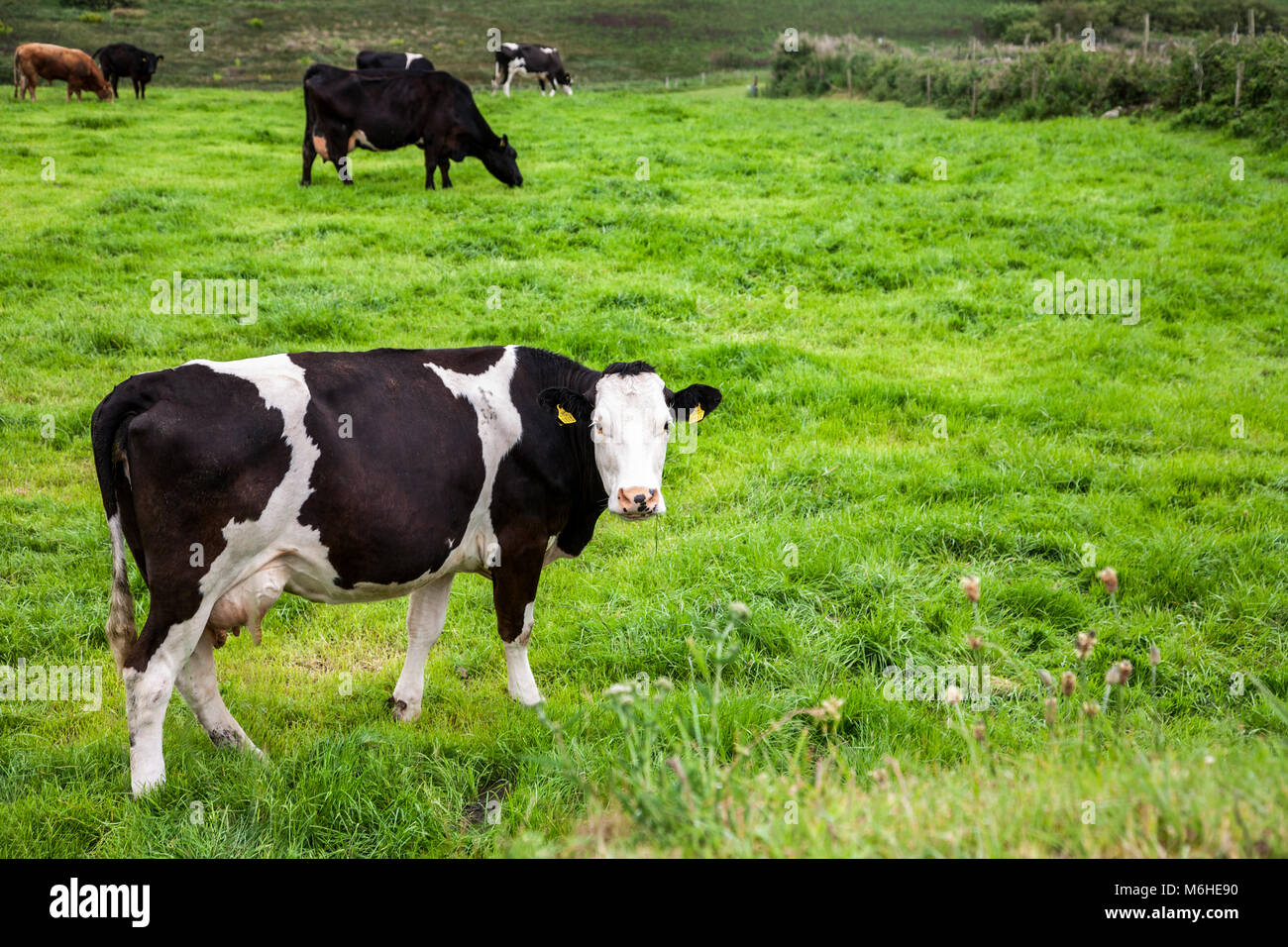 Weißgesichtige Kuh auf einer Weide auf dem irischen Land in Europa, Nutztiere auf dem Feld Kühe Herde weiden Holstein Kühe schwarz-weiß Rinderfarm Stockfoto