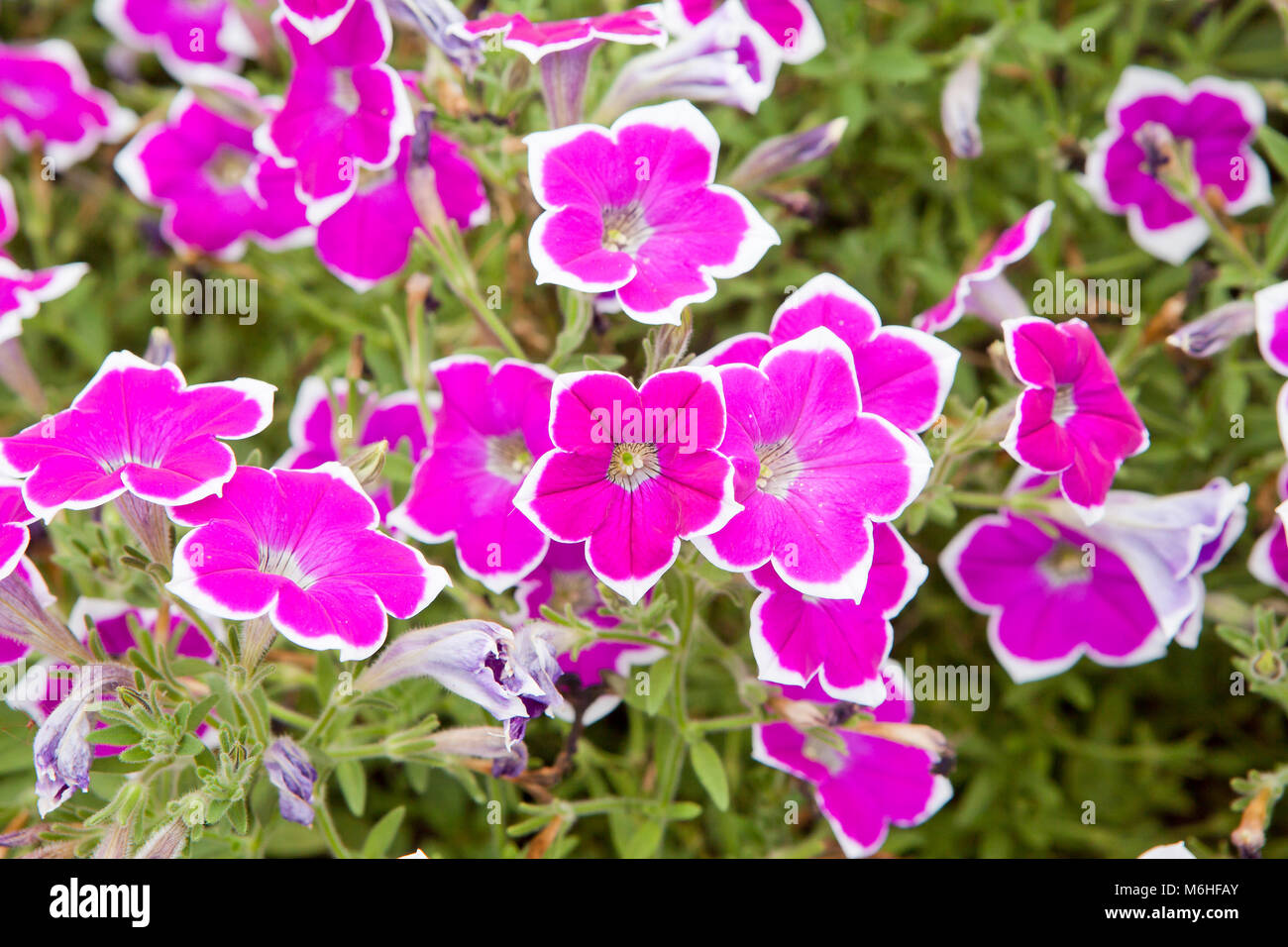 Petunia Blumen in voller Blüte - USA Stockfoto