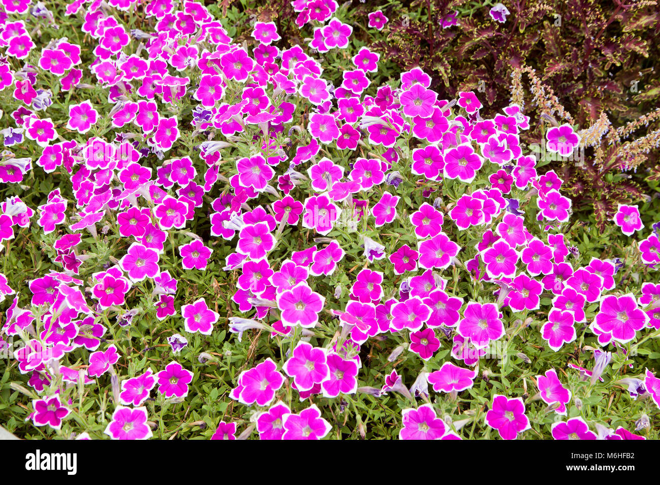 Petunia Blumen in voller Blüte - USA Stockfoto