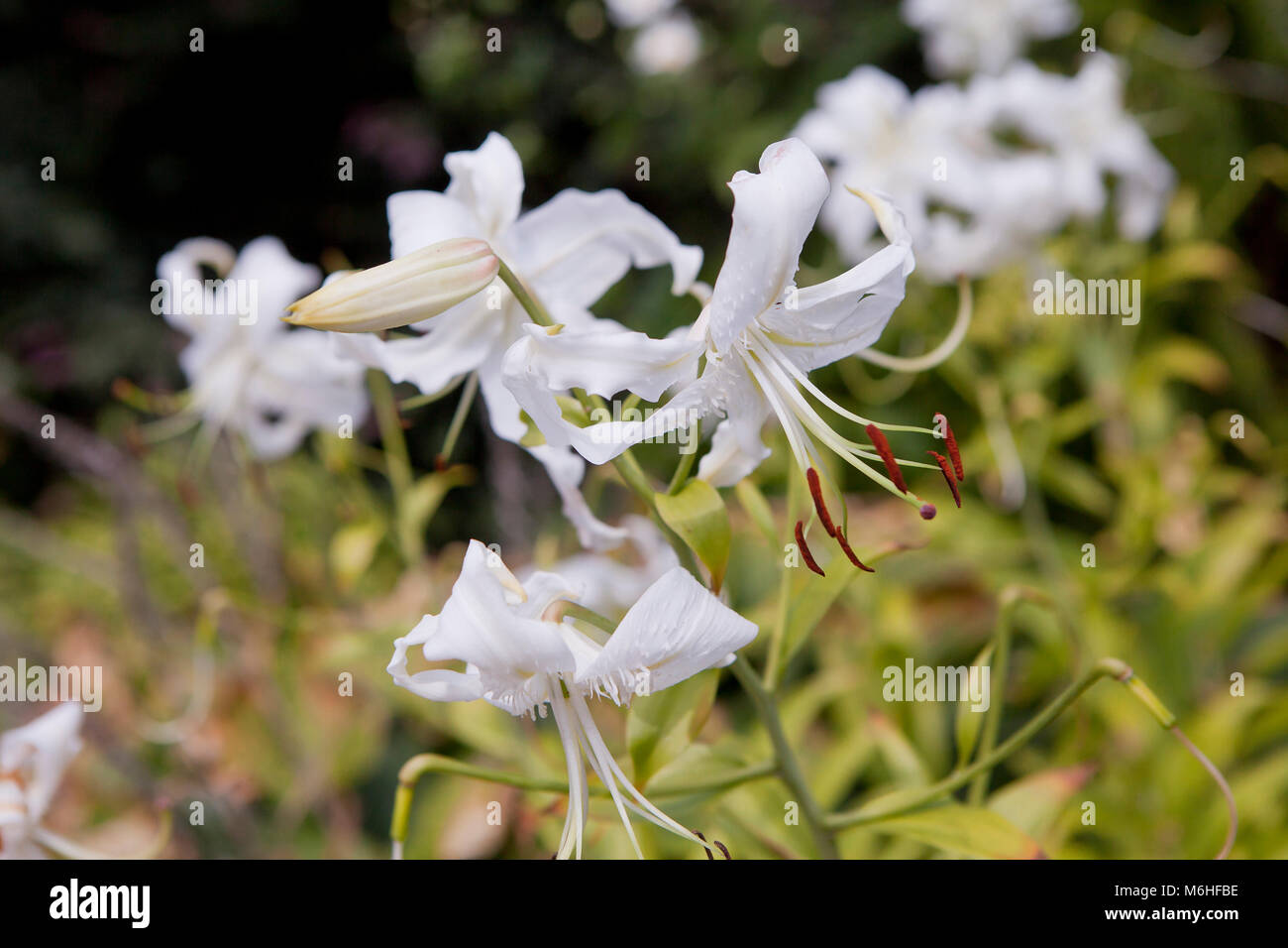 Weiße Lilie (Lilium) Blumen im Garten - USA Stockfoto
