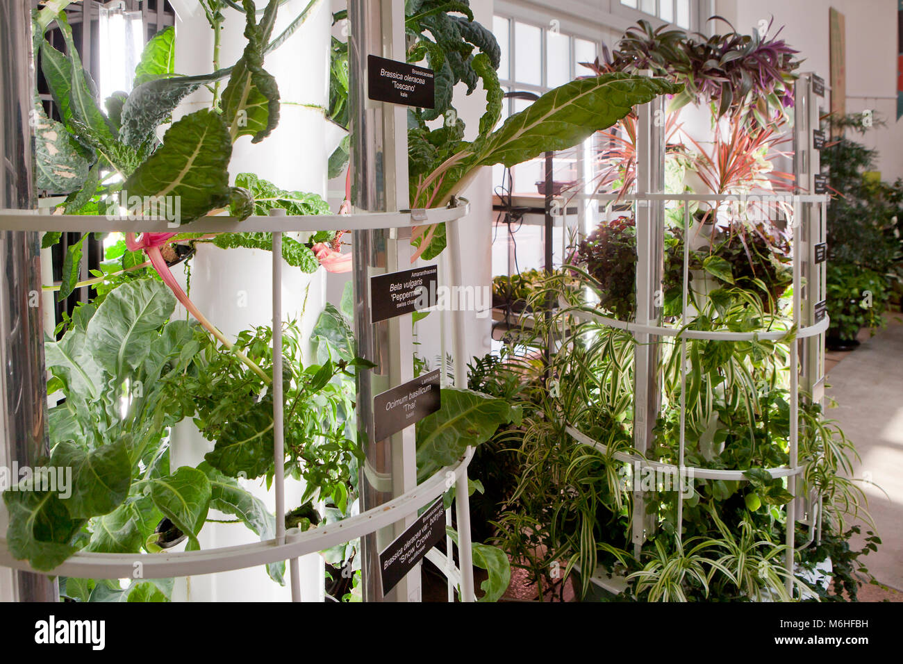 Vertikale indoor Gemüsegarten - USA Stockfoto