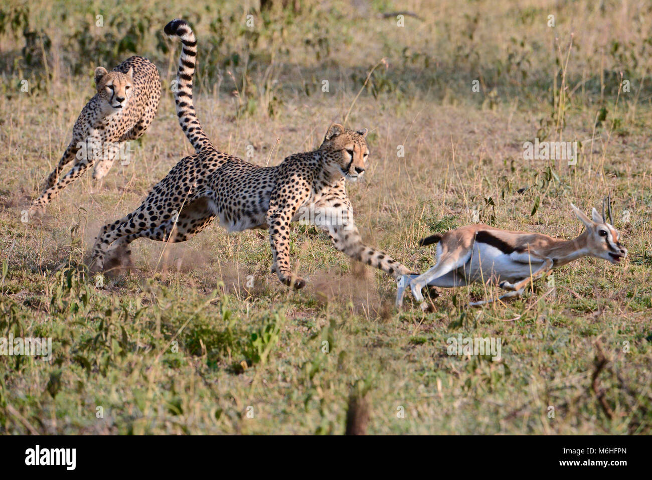 Serengeti Nationalpark in Tansania, ist einer der spektakulärsten Tierwelt Reiseziele der Erde. Jagd sequnce cheetah Brüder töten gazellech Stockfoto