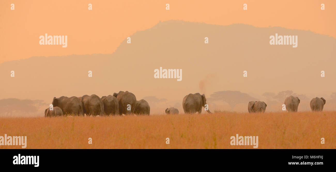 Serengeti Nationalpark in Tansania, ist einer der spektakulärsten Tierwelt Reiseziele der Erde. Elefantenherde auf smoky Ebenen in der Abenddämmerung. Stockfoto
