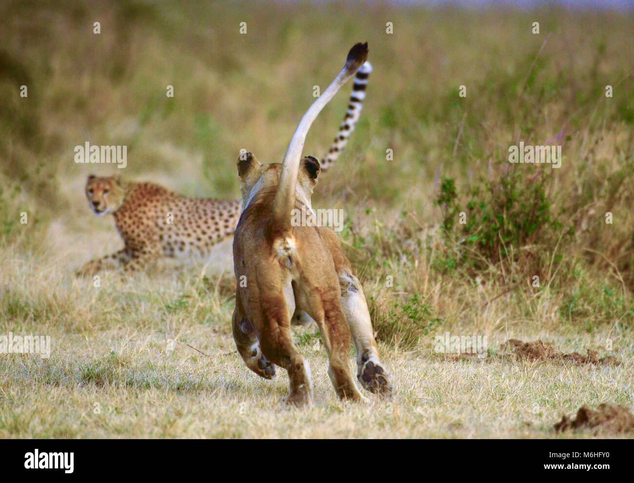 LionSerengeti Nationalpark in Tansania, ist einer der spektakulärsten Tierwelt Reiseziele der Erde. Löwin jagenden Geparden Stockfoto