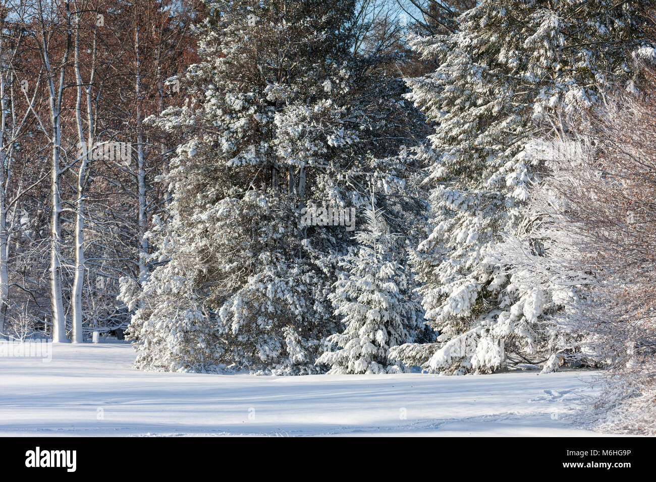 Pinafore Park in St. Thomas, Ontario, Kanada ist mit einem frischen Schnee fallen Ausgeblendet nach Mutter Natur einen späten Winter Storm zur südwestlichen Ontario gebracht. Stockfoto