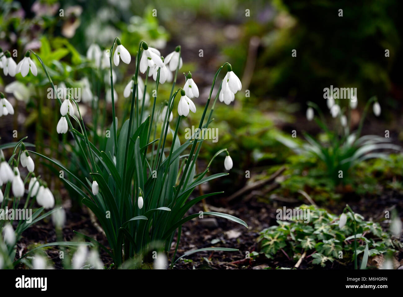 Galanthus, Schneeglöckchen, Schneeglöckchen, Tramp, Klumpen, Wald, Holz, Garten, Frühling, Blume, Blumen, Blüte, weiß, RM Floral Stockfoto