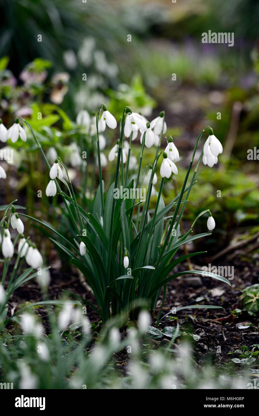 Galanthus, Schneeglöckchen, Schneeglöckchen, Tramp, Klumpen, Wald, Holz, Garten, Frühling, Blume, Blumen, Blüte, weiß, RM Floral Stockfoto