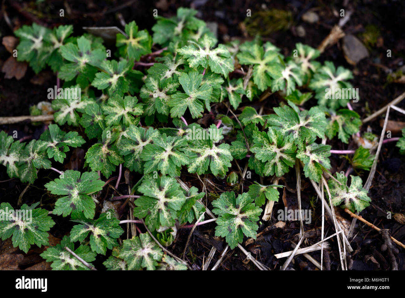 Geranium phaeum Lisa, cranesbill, marmoriert, buntes Laub, Blätter, Bodenbewuchs, Garten, RM Floral Stockfoto