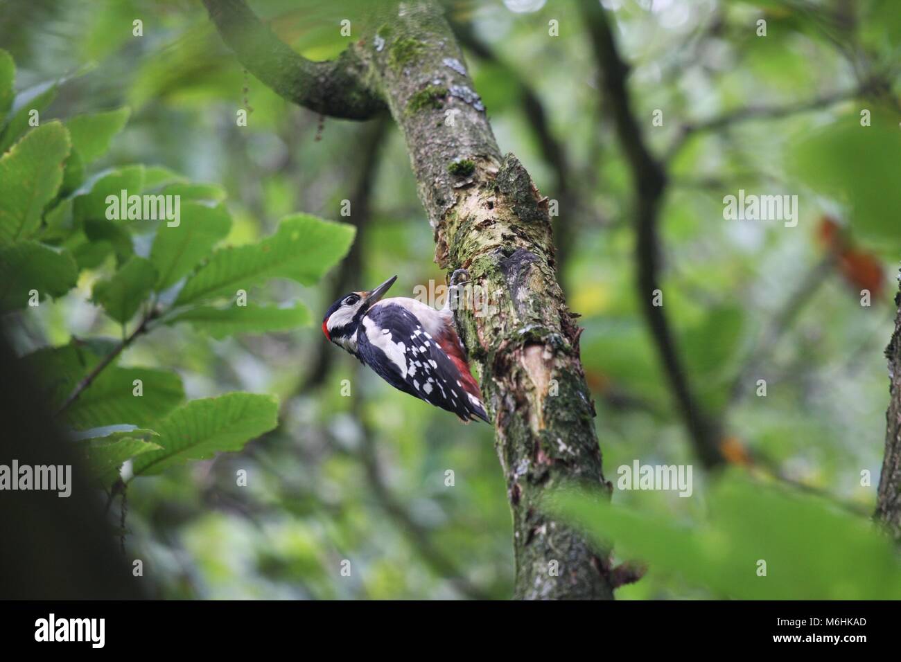 Specht Vogel auf einem Baum im Wald. Stockfoto