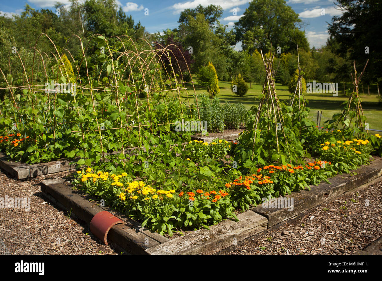 Gemüsegarten auf dem angehobenen Betten aus Eisenbahnschwellen hergestellt Stockfoto