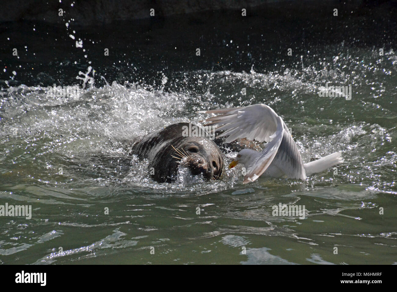 Sea Lion Fütterung - Möwe versucht, Essen in Gweek Seal Sanctuary Cornwall zu stehlen Stockfoto