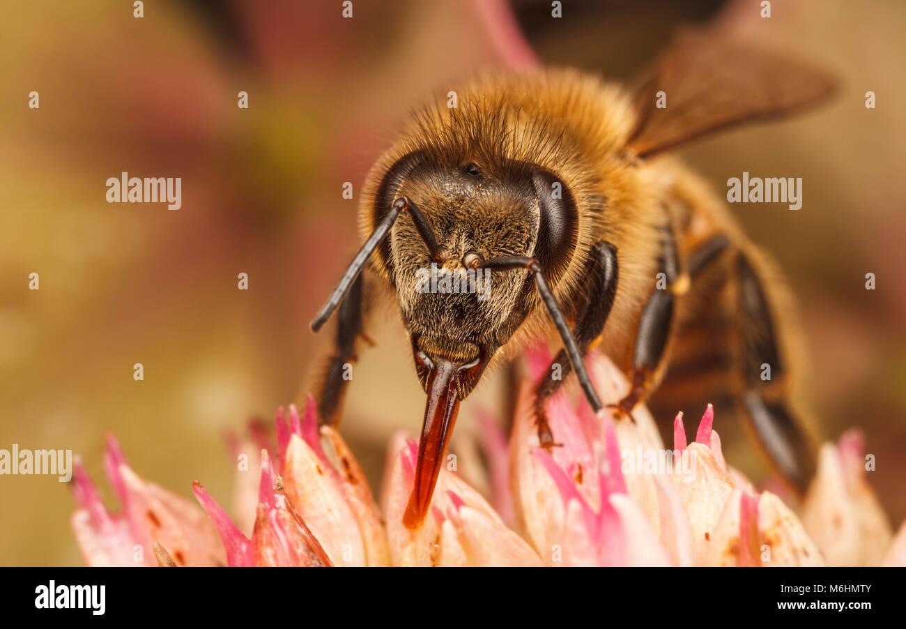 Westliche Honigbiene, Nahaufnahme Makro Fotografie Stockfoto