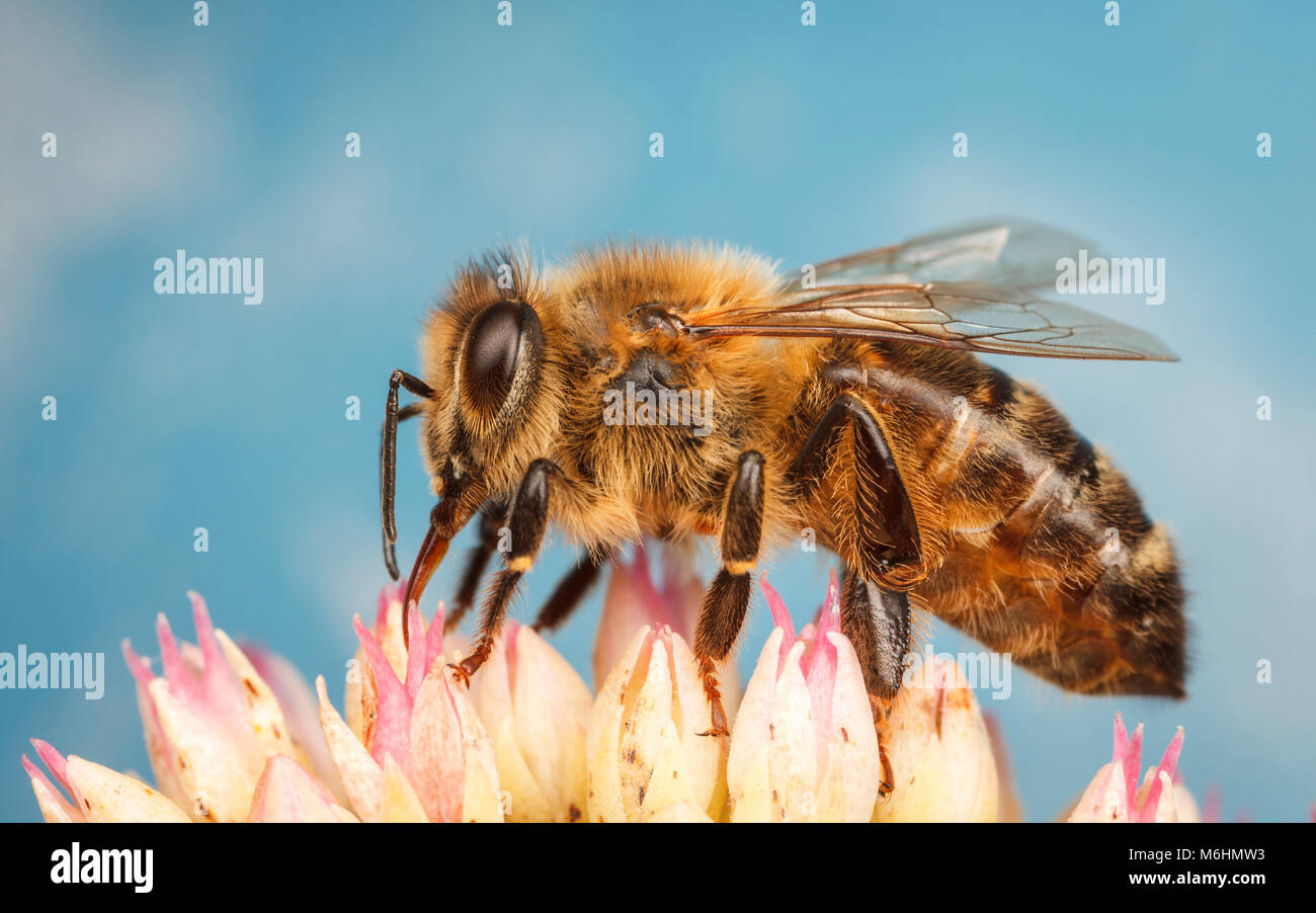 Westliche Honigbiene, Nahaufnahme Makro Fotografie Stockfoto