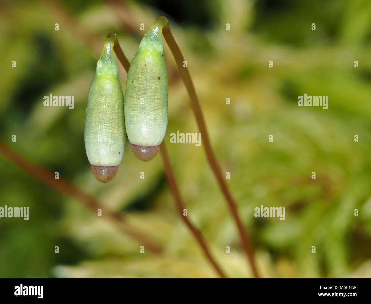 Moss sporophyten Makroaufnahme Stockfoto