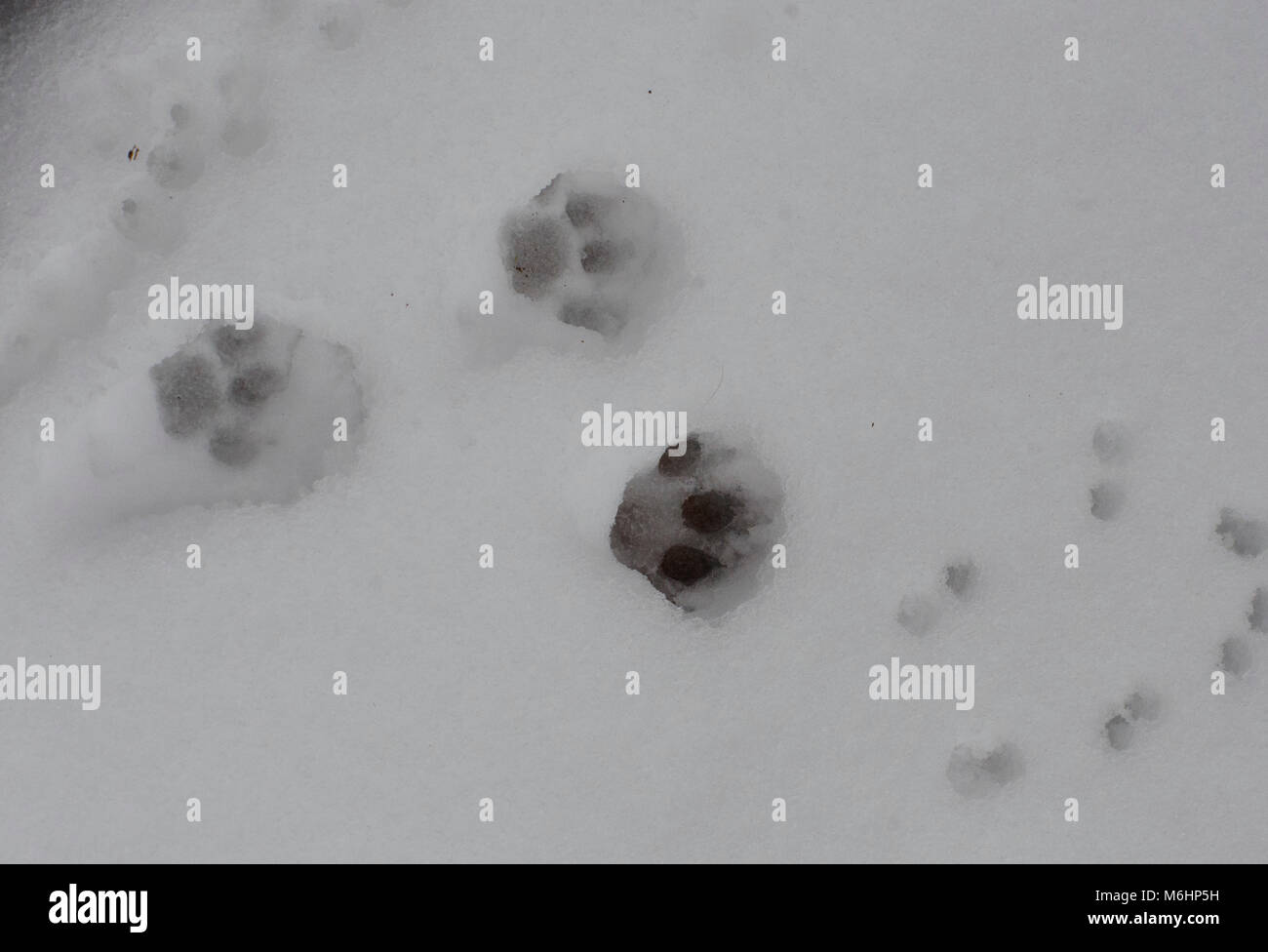 Cat pawprints/Spuren im Schnee Stockfoto