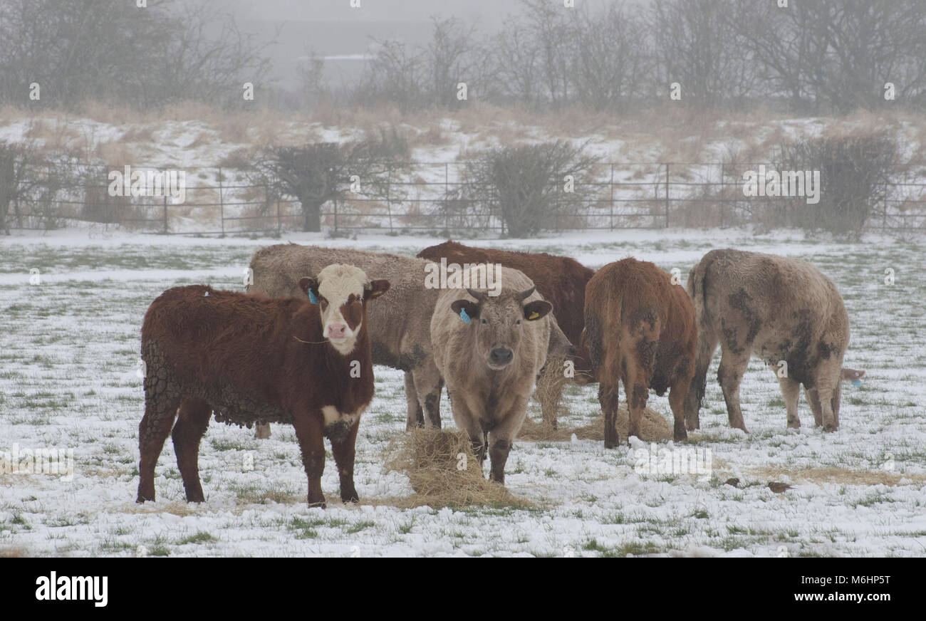 Vieh füttern im Winter Schnee, Großbritannien Stockfoto