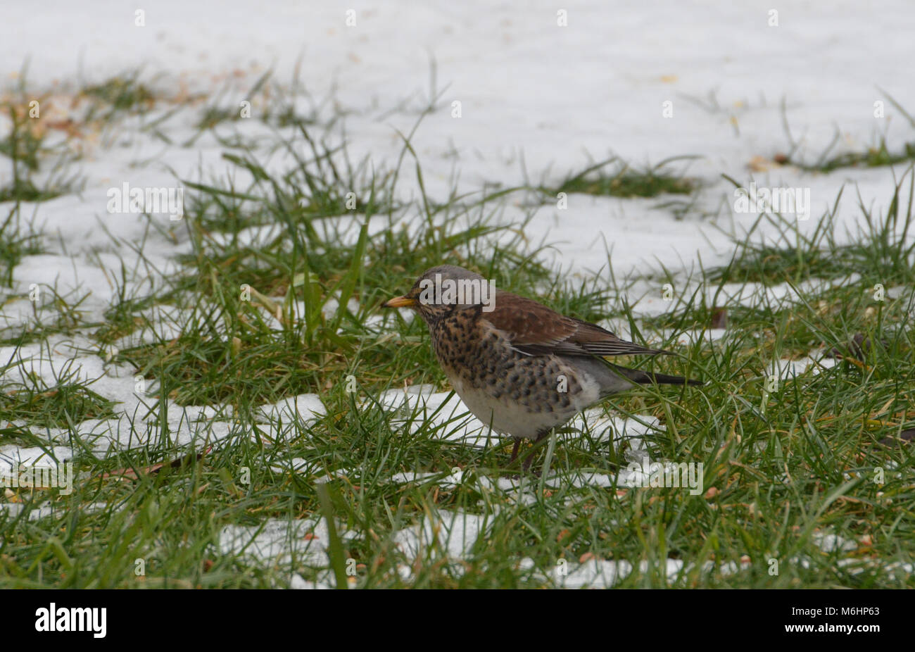 Wacholderdrossel, Thrush, im Winter im Schnee der BRITISCHEN Stockfoto