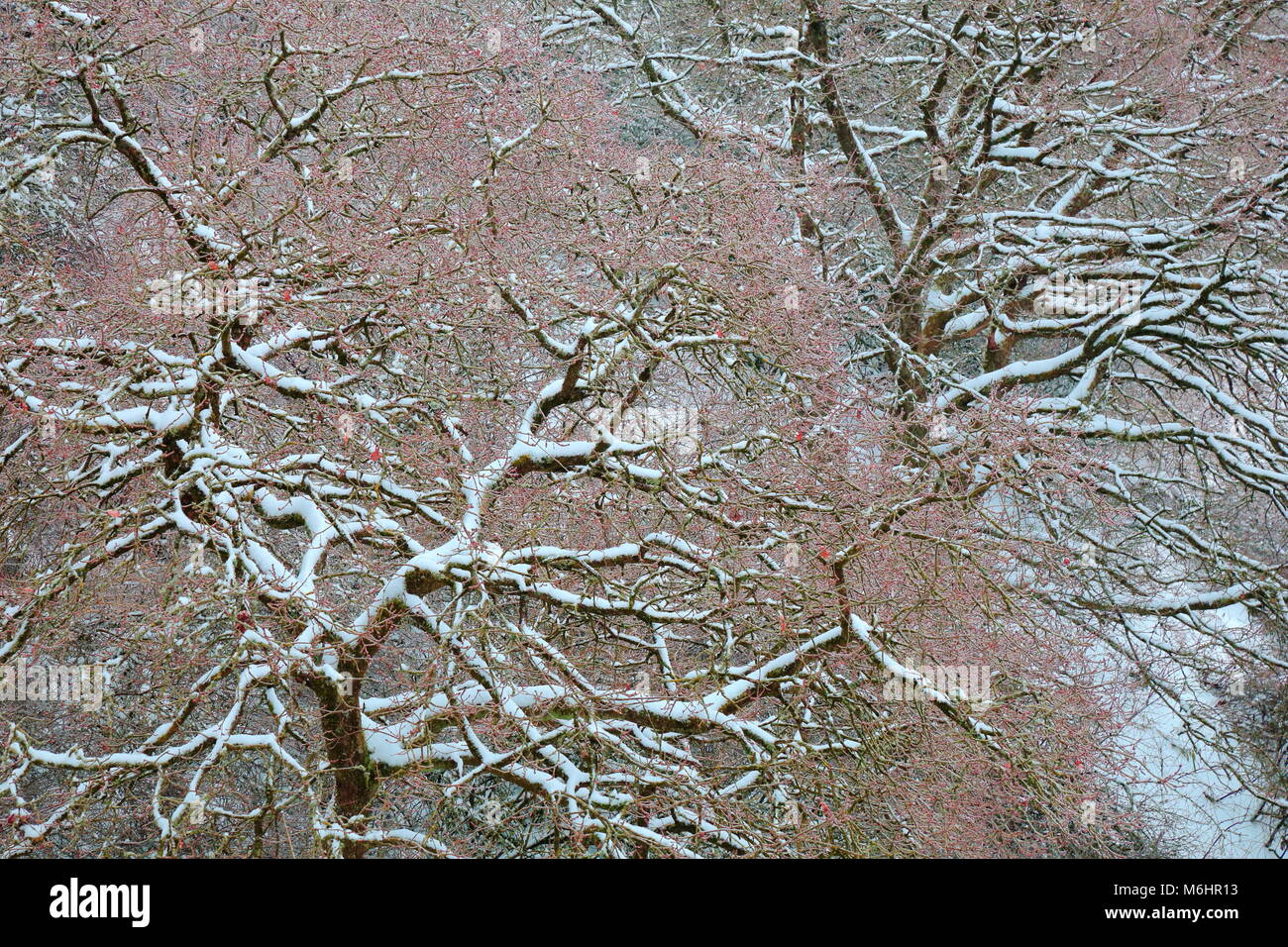 Bäume im Schnee in East Devon Stockfoto