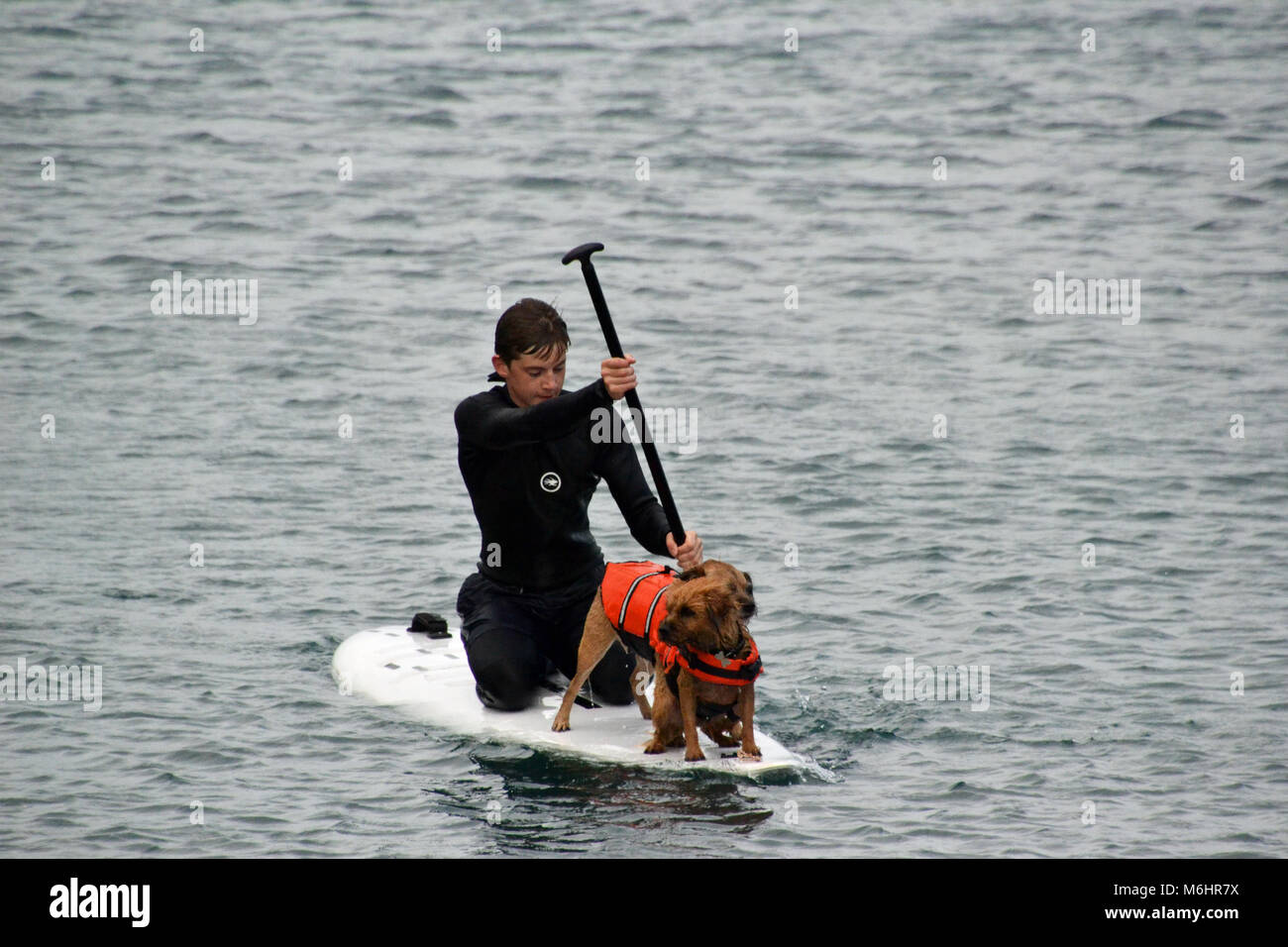 Hunde Paddle Boarding im Meer vor porthallow Strand, in der Nähe von Helston, Cornwall Stockfoto