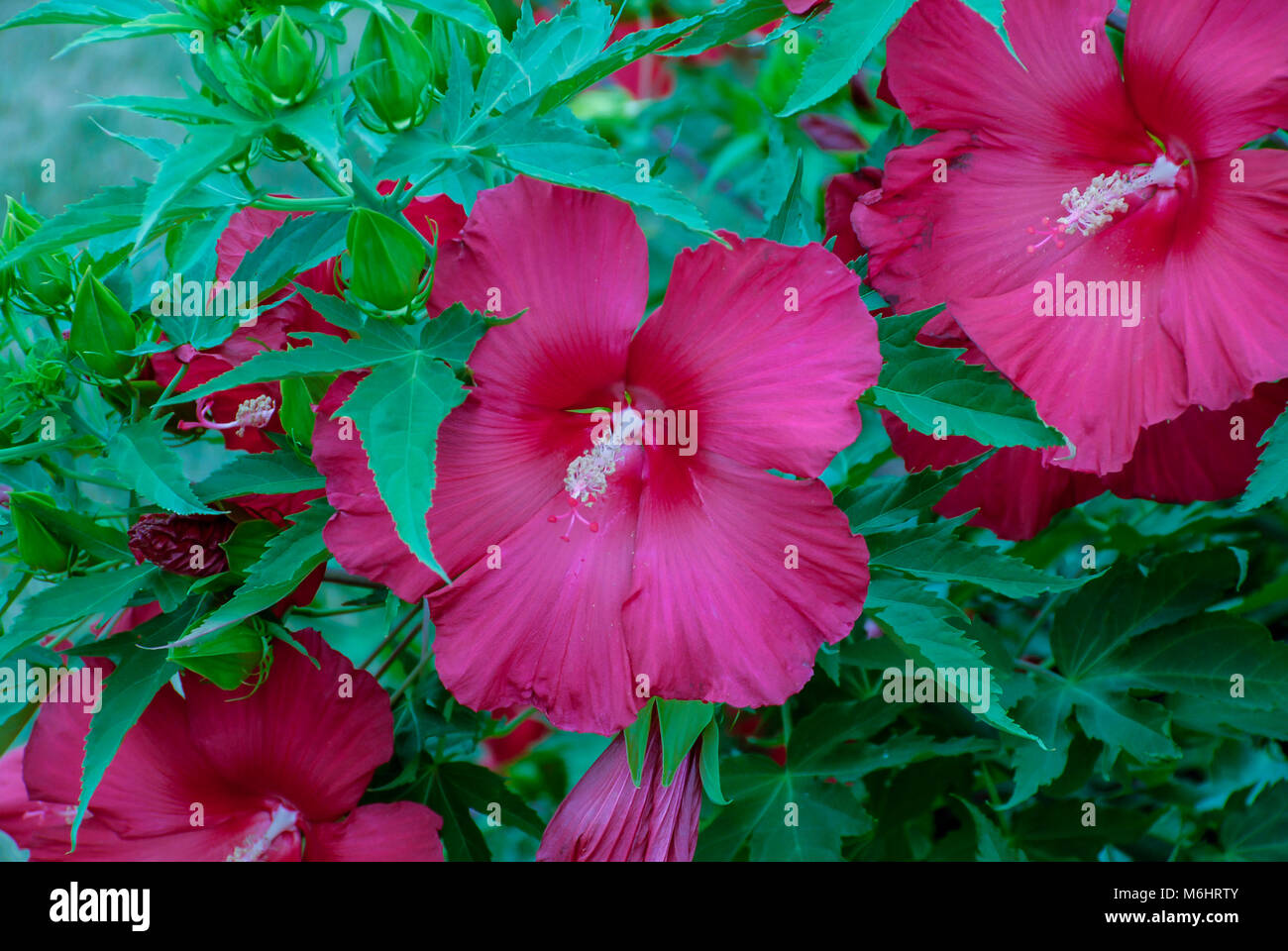 Rosa Blüten mit grünen Blätter an einem sonnigen Tag Stockfoto