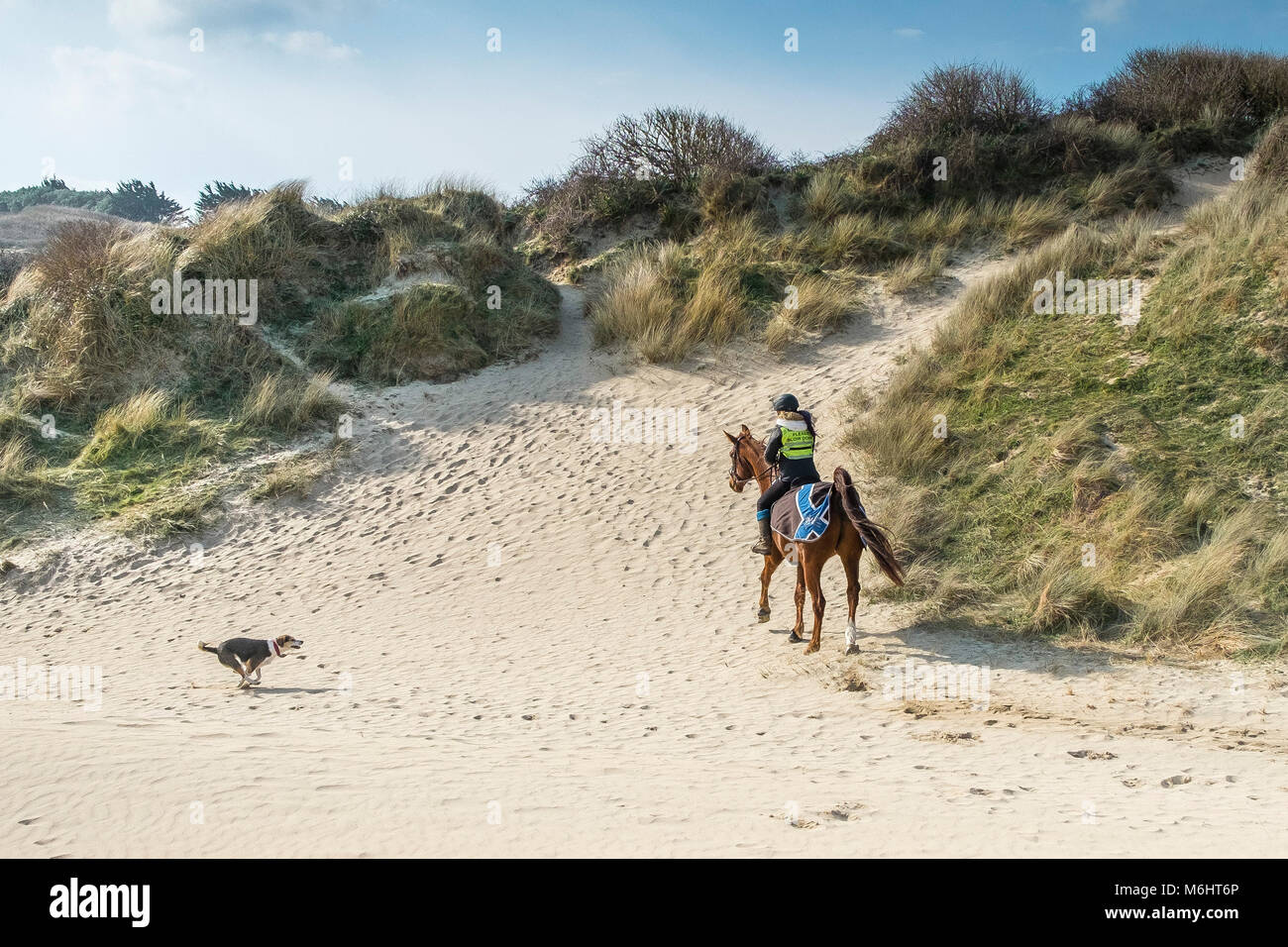 Ein weg von der Leitung Hund an einem Pferd Reiter in den Sanddünen bei Crantock in Newquay Cornwall. Stockfoto