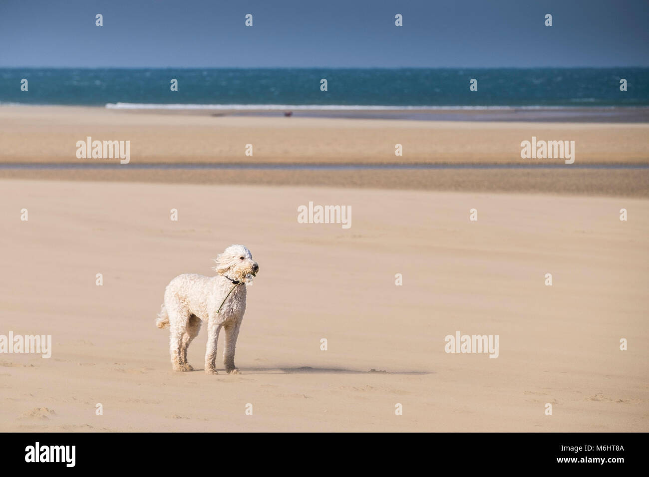 Ein Standard Pudel stehend auf Crantock Beach bei windigem Wetter Newquay Cornwall. Stockfoto