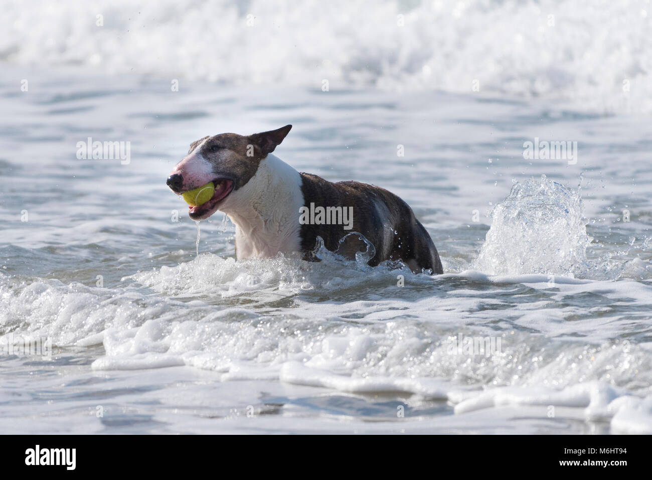 Ein englischer Bull Terrier mit einem Ball spielen im Meer. Stockfoto