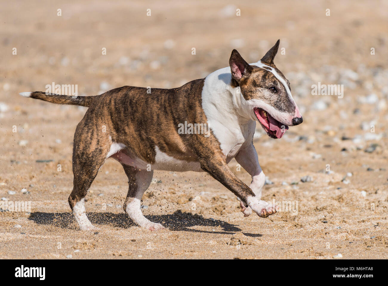 Ein englischer Bullterrier spielen auf den Fistral Beach in Newquay Cornwall. Stockfoto