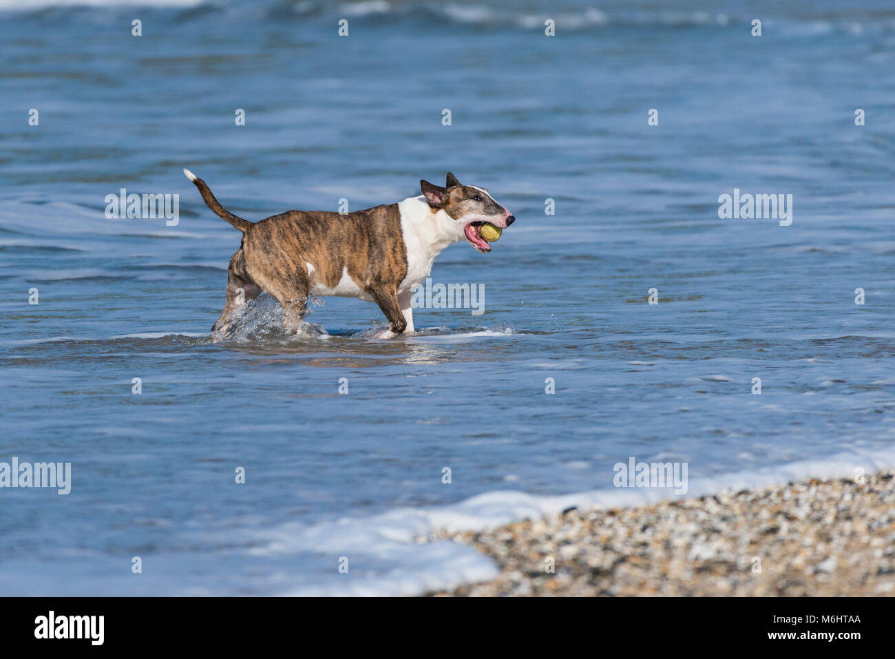 Ein englischer Bull Terrier mit einem Ball spielen im Meer. Stockfoto