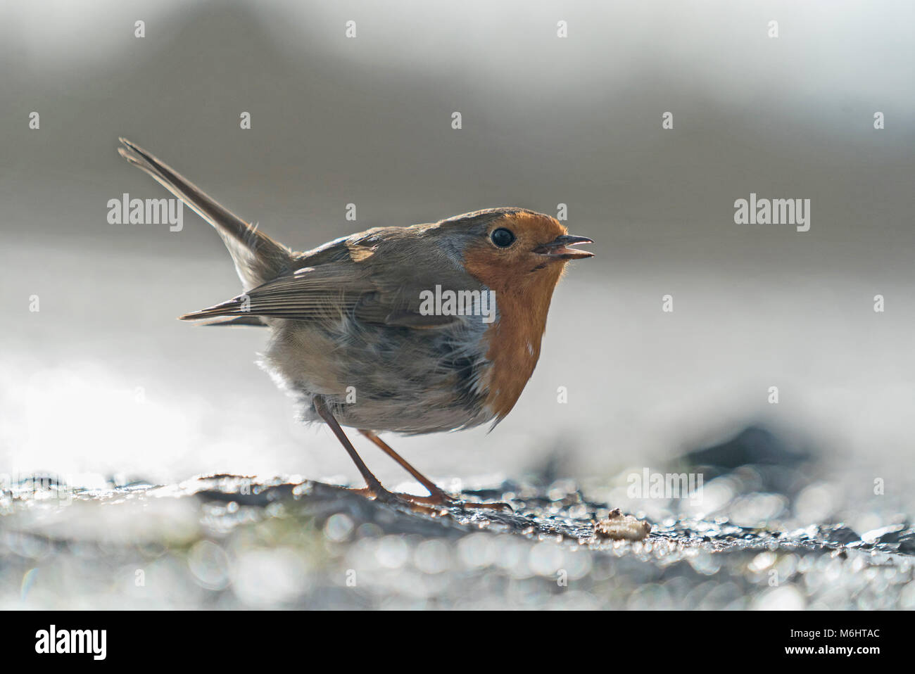 Die Europäische Rotkehlchen (Erithacus Rubecula), Robin redbreast, Erithacus rubecula, Aus Stockfoto