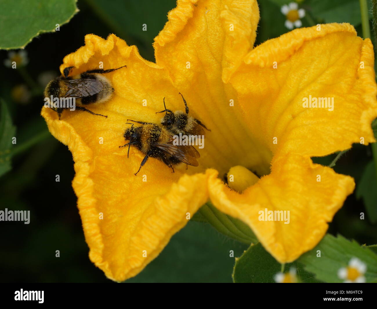 Hummeln bestäubt Blüten. Hummeln sitzen auf einem gelben Kürbis Blume. Stockfoto