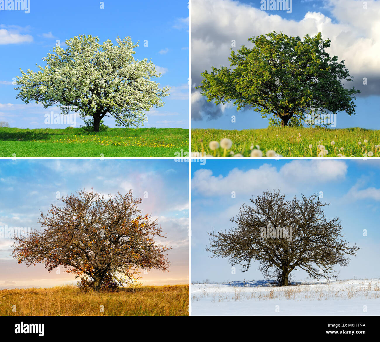Allein Big Tree in vier Jahreszeiten Stockfoto