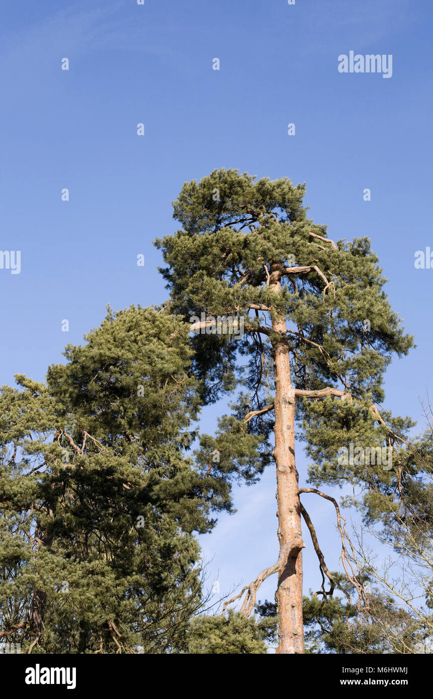 Picea abies. Scots Pine Tree vor blauem Himmel im Winter. Stockfoto