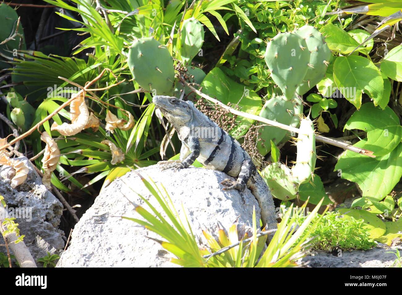 Leguan in Mexiko Stockfoto