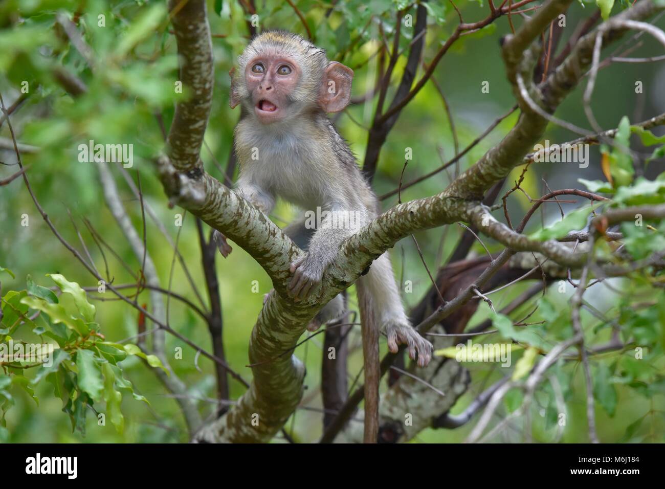 Krüger Nationalpark, Südafrika. Ein Wild- und Vogelparadies. Baby Meerkatze spielen in den Bäumen. Stockfoto