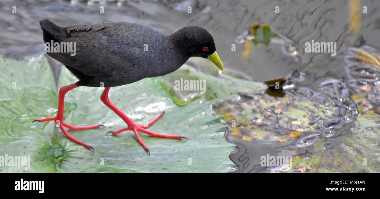 Krüger Nationalpark, Südafrika. Ein Wild- und Vogelparadies. Schwarz Crakear auf Lily Pad Stockfoto