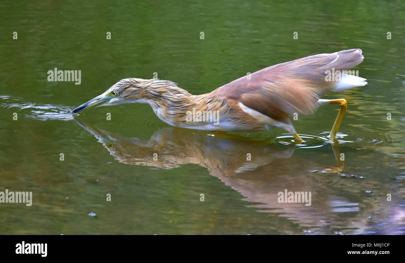 Krüger Nationalpark, Südafrika. Ein Wild- und Vogelparadies. Squacco heron Angeln in Damm. Stockfoto