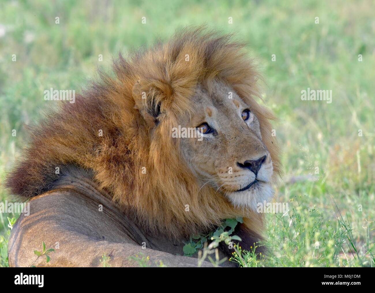 Krüger Nationalpark, Südafrika. Ein Wild- und Vogelparadies. Atemberaubende Mähnenlöwen portrait Stockfoto