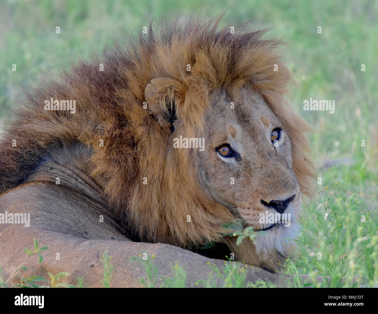 Krüger Nationalpark, Südafrika. Ein Wild- und Vogelparadies. Atemberaubende Mähnenlöwen portrait Stockfoto