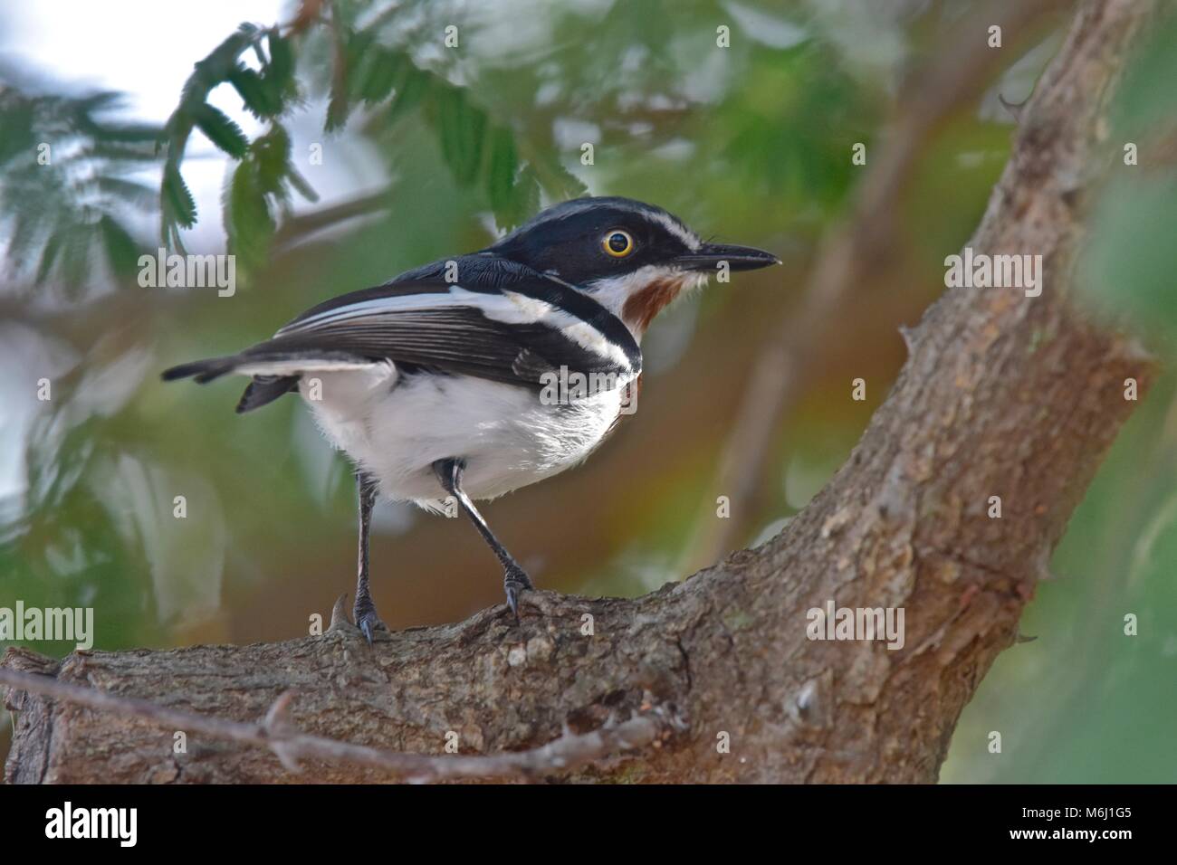 Krüger Nationalpark, Südafrika. Ein Wild- und Vogelparadies. Chinspot batis Stockfoto